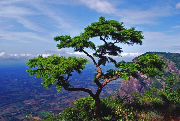 Forest Background